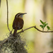 Carolina Wren Singing it's Heart Out! by rickster549