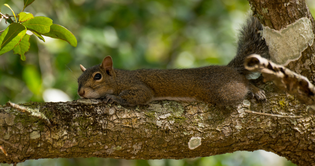 Snooziing Squirrel! by rickster549