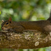 Snooziing Squirrel! by rickster549