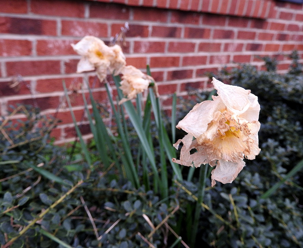 Last Daffodil by homeschoolmom