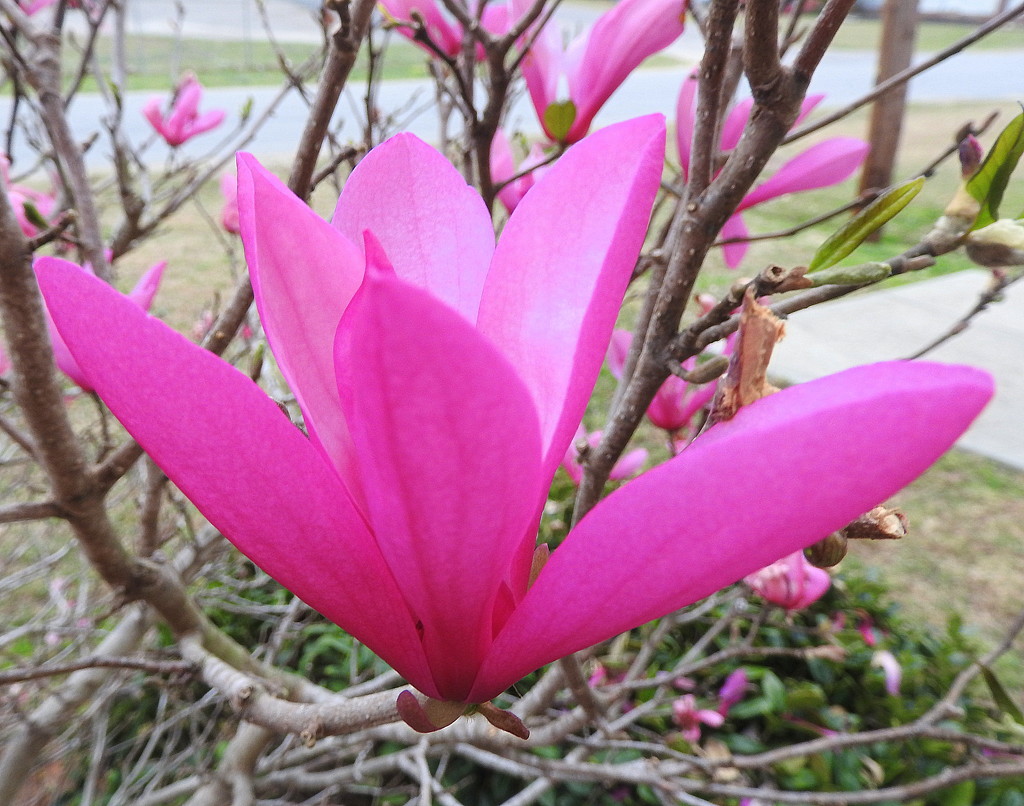 Tulip Magnolia by homeschoolmom