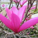 Tulip Magnolia by homeschoolmom
