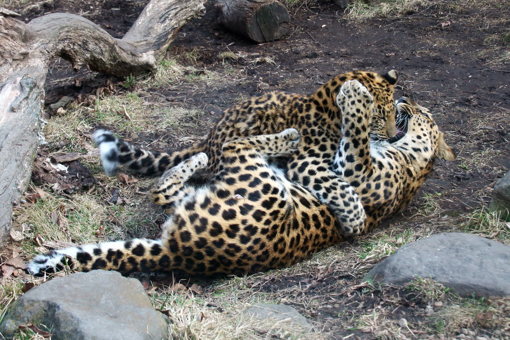 Leopards Wrestling by randy23