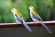 2nd Mar 2017 - Parent and Junior Pale Headed Rosella