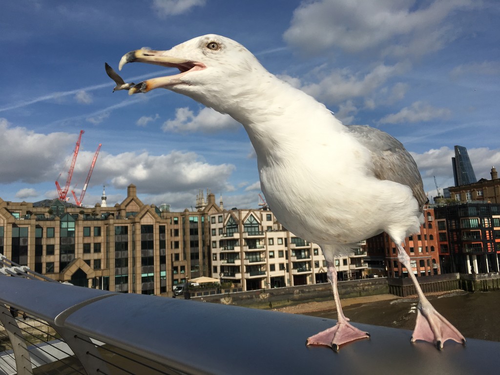 The Seagull Who Ate The Seagull! by bizziebeeme