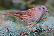 2nd Mar 2017 - DUNNOCK IN THE CONIFER