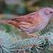 DUNNOCK IN THE CONIFER by markp