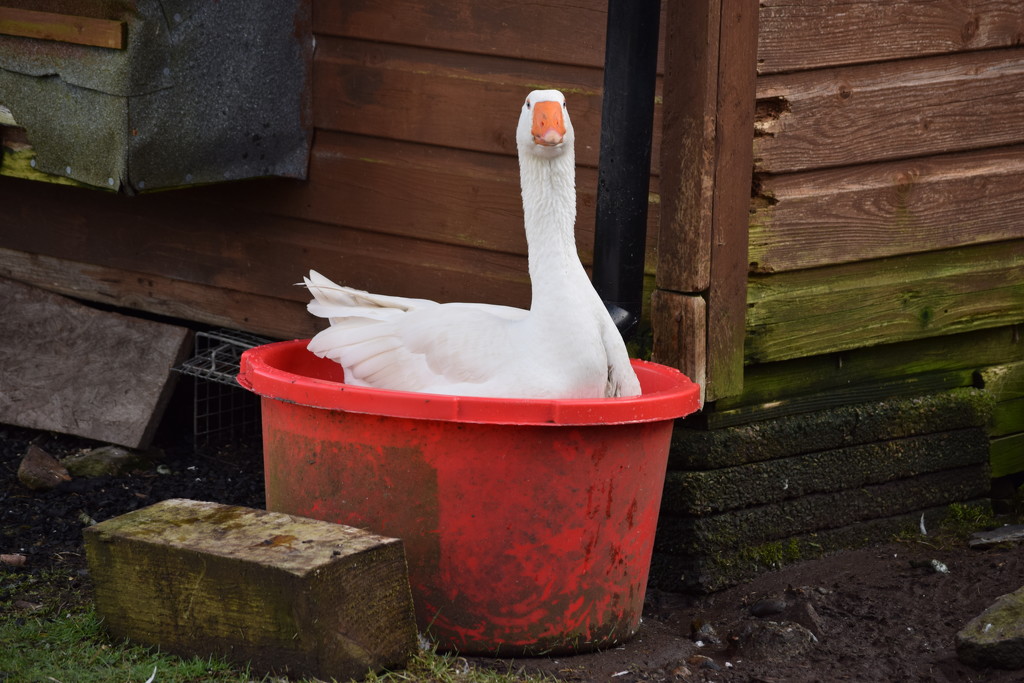 a goose in a bucket by christophercox