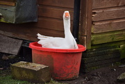 2nd Mar 2017 - a goose in a bucket