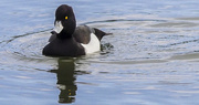 2nd Mar 2017 - Tufted Duck 