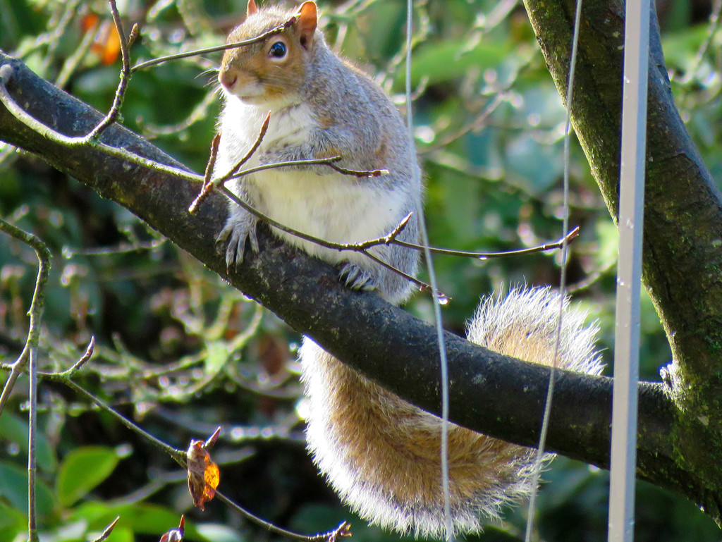 Squirrel's Domain by seattlite