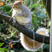 Squirrel's Domain by seattlite