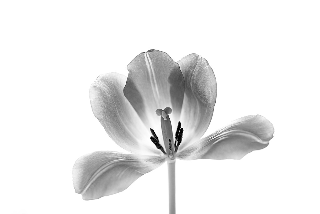 Black and White Tulip! by fayefaye