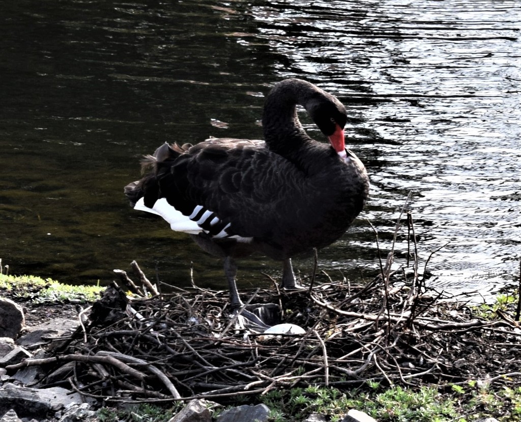 Black Swans Nest ~ by happysnaps