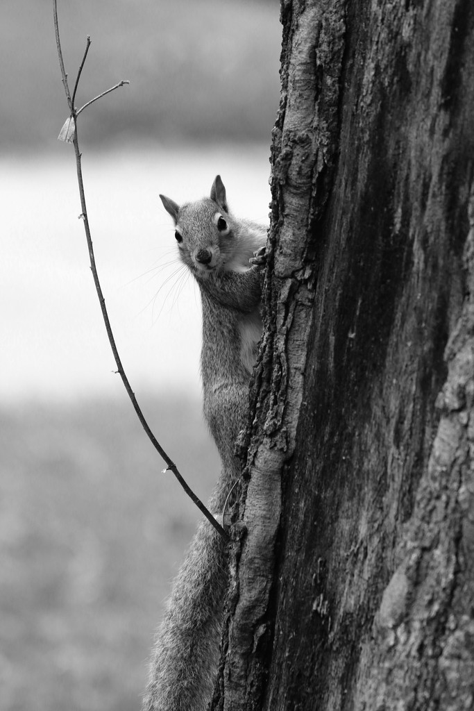 Squirrel by ingrid01