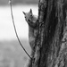 Squirrel by ingrid01