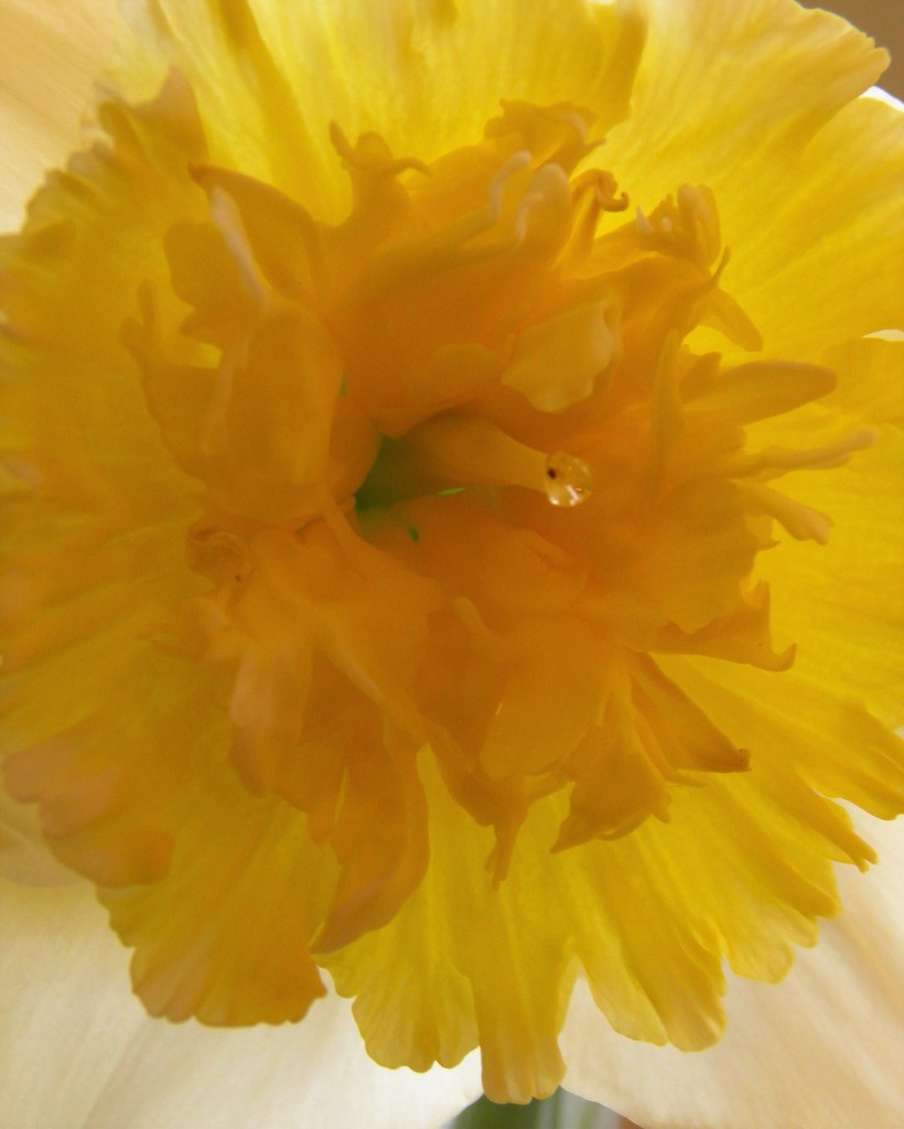 Indoor Daffodil by daisymiller