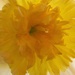 Indoor Daffodil by daisymiller
