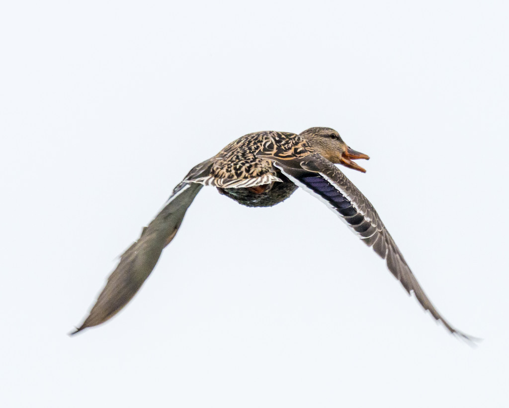 Female Mallard in Flight Squaking by rminer