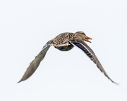 2nd Mar 2017 - Female Mallard in Flight Squaking