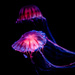 More Jellies by ukandie1
