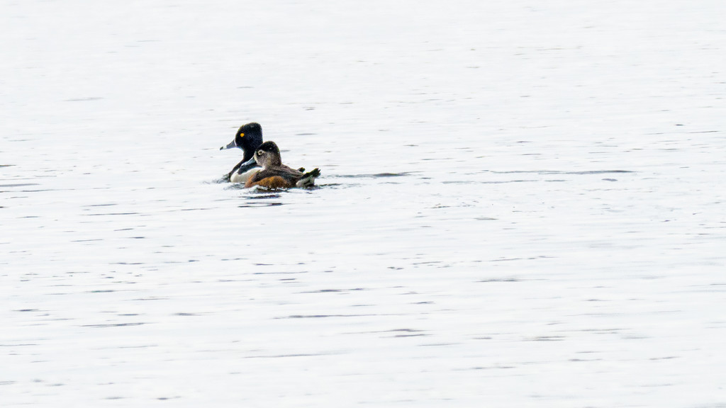 Ring-Necked Duck by rminer