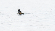 2nd Mar 2017 - Ring-Necked Duck