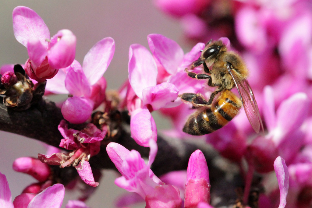 Macro Bee by gaylewood