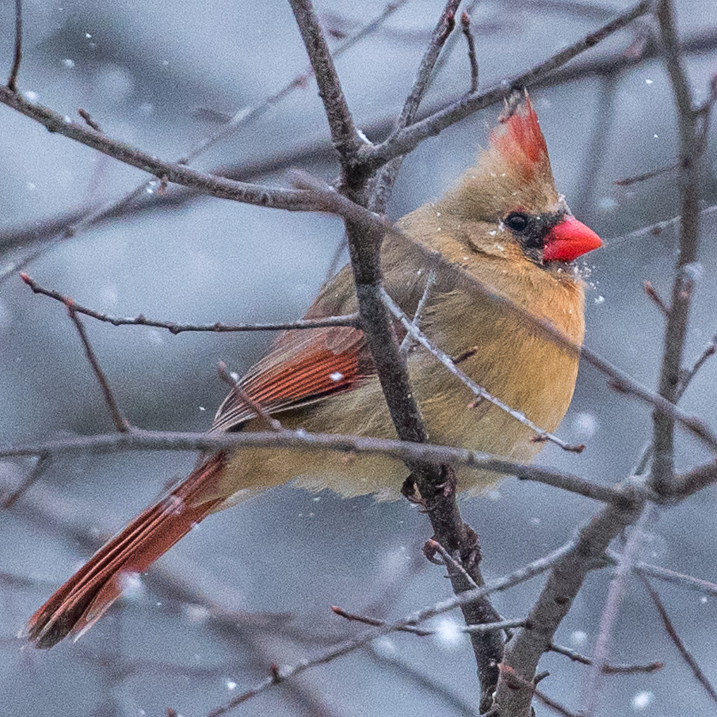 Cold Snowy Evening & Female Cardinal by dridsdale