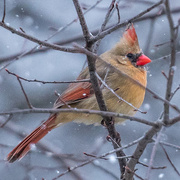 2nd Mar 2017 - Cold Snowy Evening & Female Cardinal
