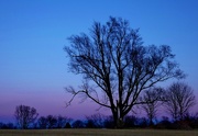 1st Mar 2017 - tree in the evening