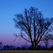 tree in the evening by lynnz