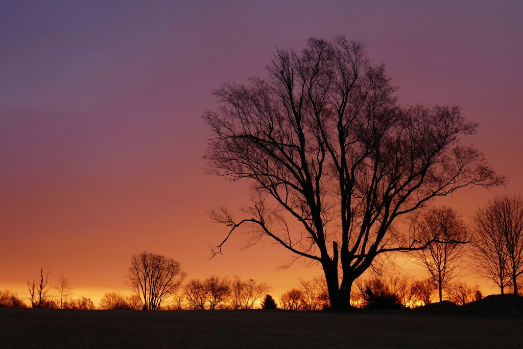 tree at sunrise by lynnz