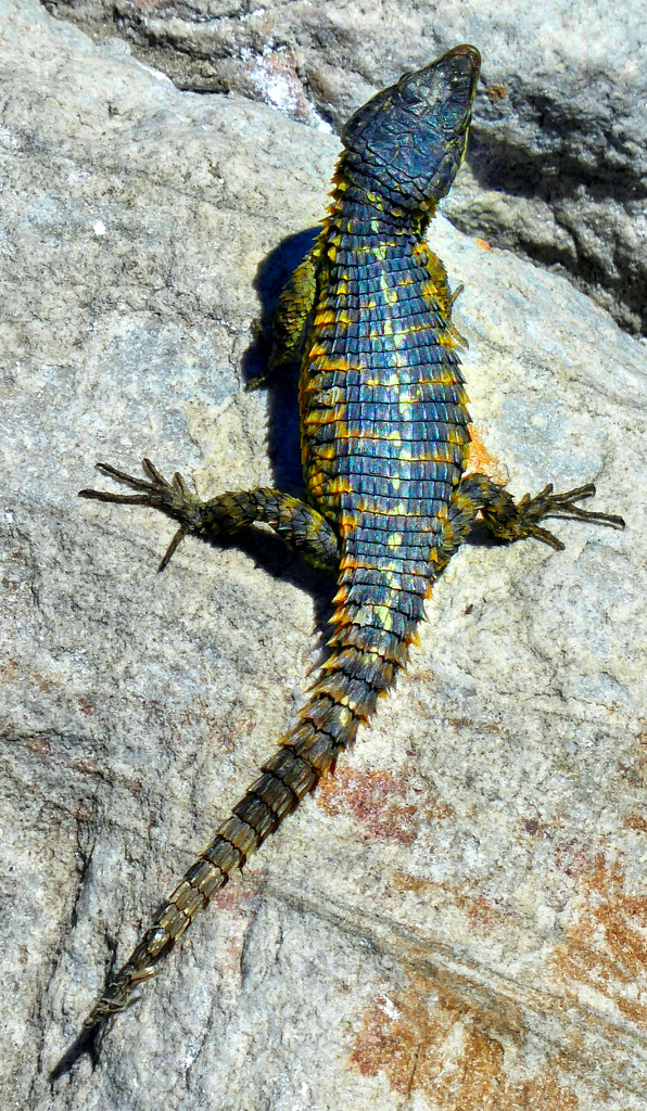 Beauty on the rocks, the Southern rock Agama by ludwigsdiana