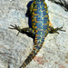 Beauty on the rocks, the Southern rock Agama by ludwigsdiana