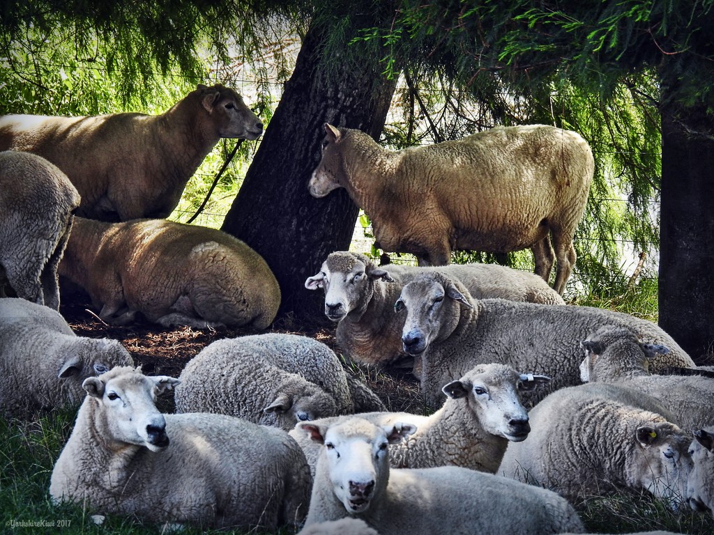 Mob or Flock by yorkshirekiwi