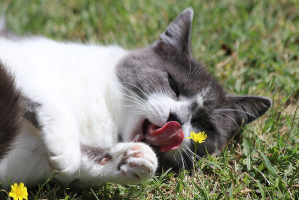 Flower lickin' good :) by gilbertwood