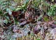 2nd Mar 2017 - A Linnet - A Rare Visitor