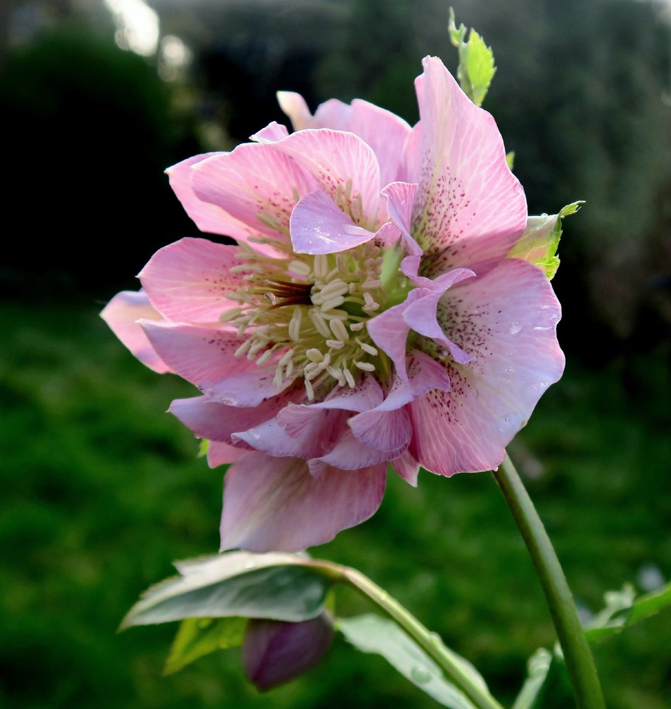 Pink Perfection. by wendyfrost