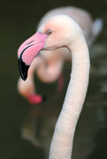 3rd Mar 2017 - Flamingo Friday