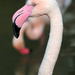 Flamingo Friday by alophoto