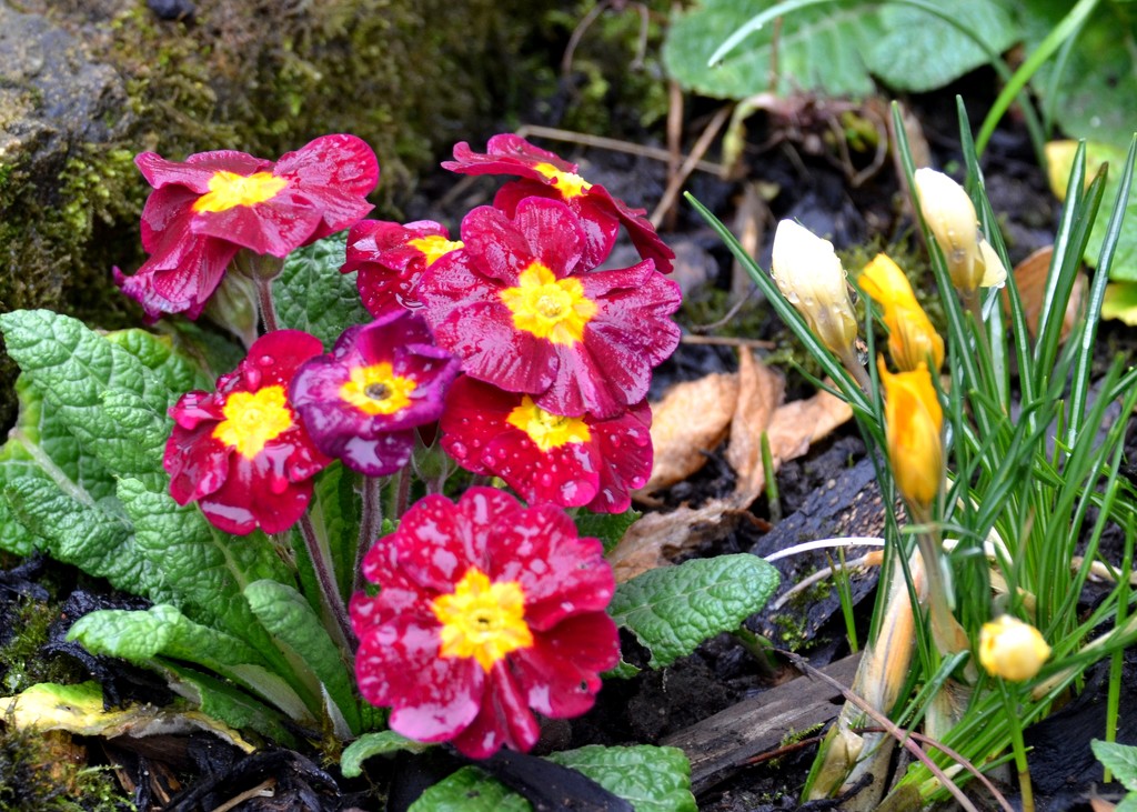 Spring Flowers in the Rain by arkensiel