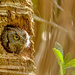 Screeeeetch owl by danette