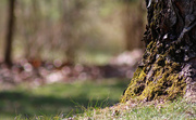 1st Mar 2017 - Moss on tree trunk