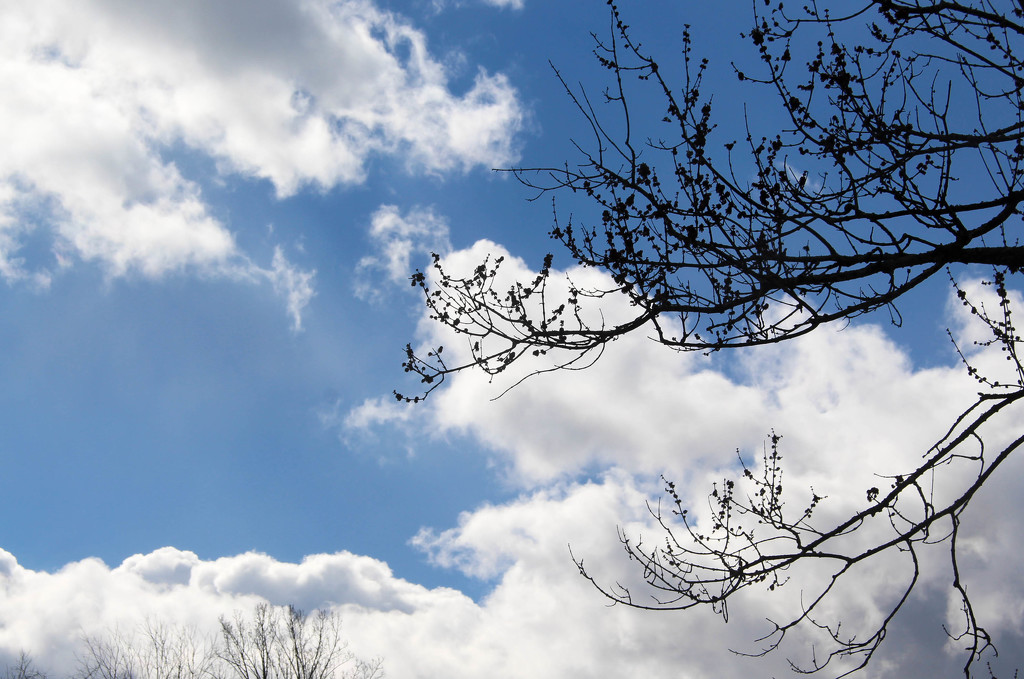 Tree branches in the clouds by mittens