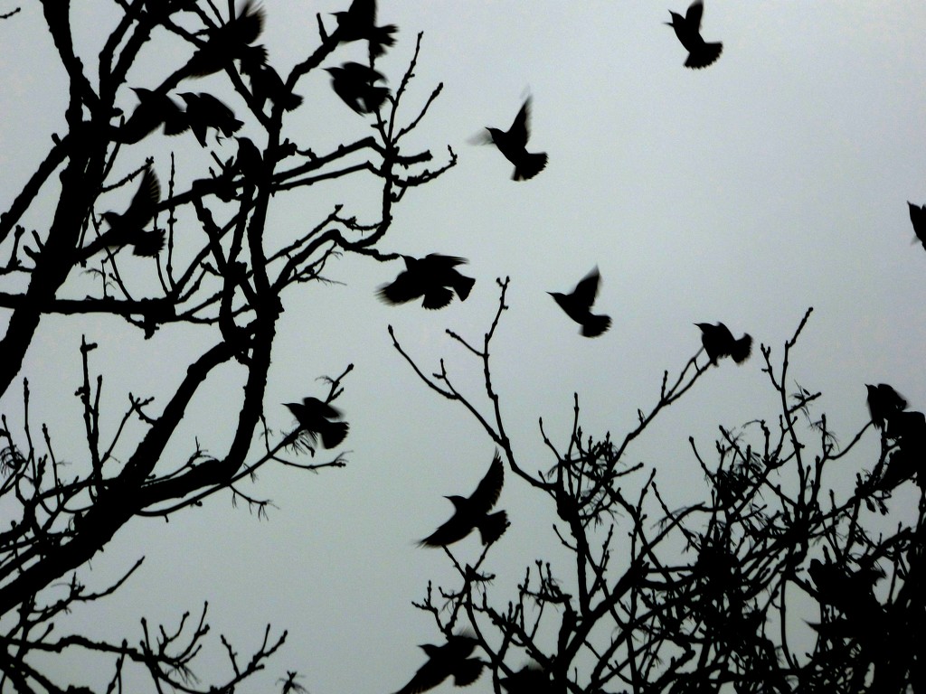 Starlings in the rain by julienne1