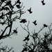 Starlings in the rain by julienne1