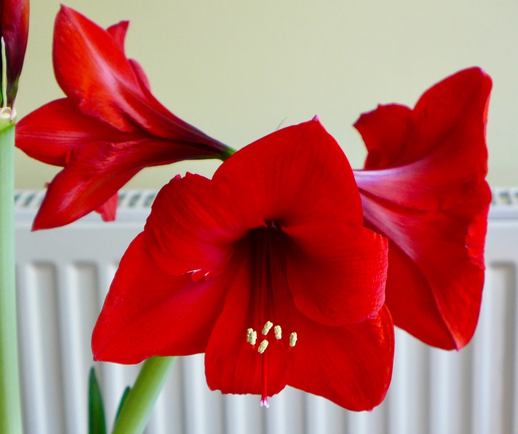 Glorious amaryllis by orchid99