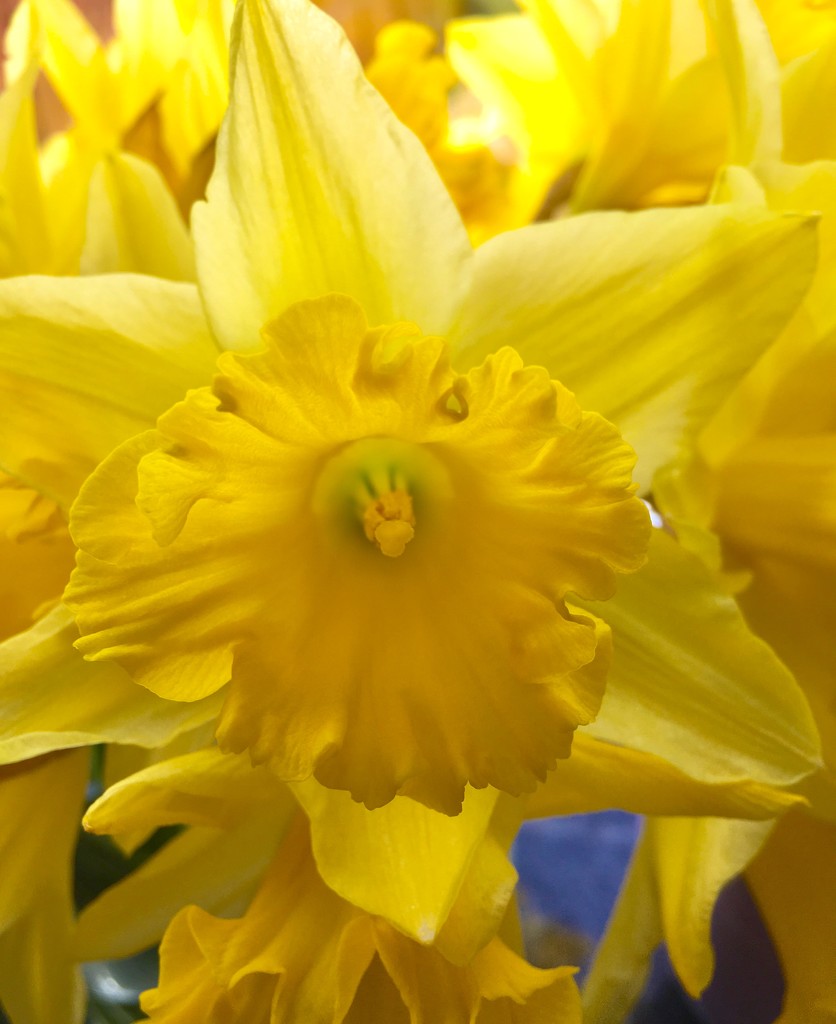 Daffodils  by 365projectdrewpdavies