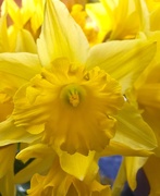 3rd Mar 2017 - Daffodils 